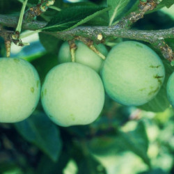 Gage (prunus) Old Green Gage