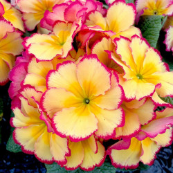 Primula Plants Rhubarb & Custard