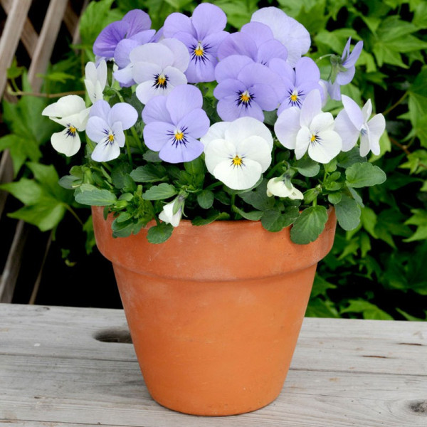 Buy Viola Yesterday, Today & Tomorrow Online - Green plants & flowering plants