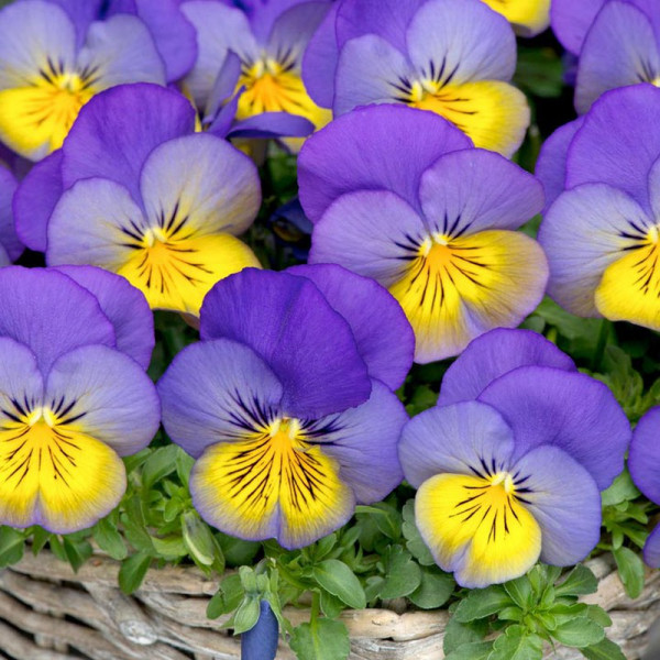 Buy Pansy Plants Cool Wave Morpho Online - Green plants & flowering plants