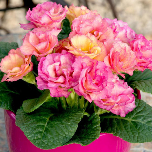 Buy Primula Plants Amore Online - Green plants & flowering plants