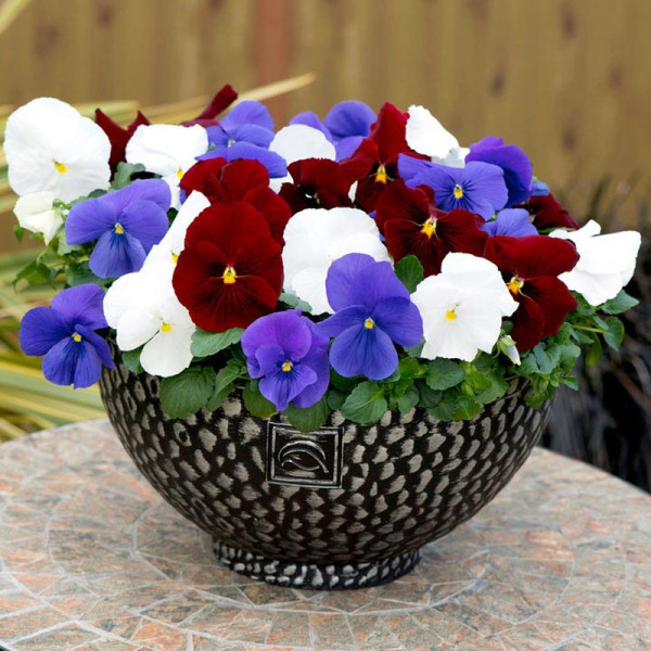 Buy Pansy Plants Brittania Mixed Online - Green plants & flowering plants