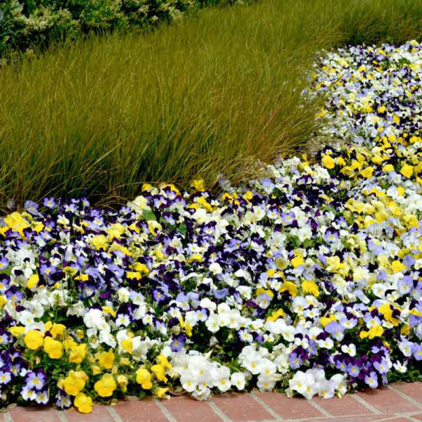 Buy Pansy Plants Cool Wave Mixed Online - Green plants & flowering plants