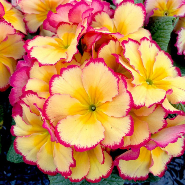 Buy Primula Plants Rhubarb & Custard Online - Green plants & flowering plants