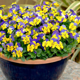 Viola Plants Yellow/blue Jump Up