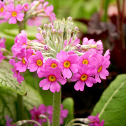 Primula Beesiana Plant