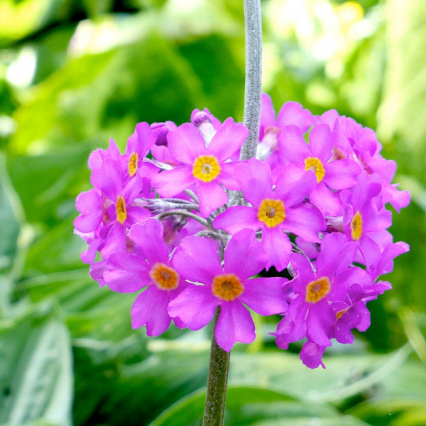 Buy Primula beesiana plants Online - Garden Plants & Bushes