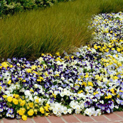 Pansy Plants Cool Wave Mixed