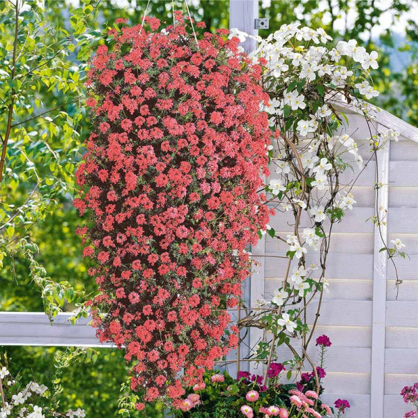 Buy Verbena Plants Trailing Mix Online - Garden Plants & Bushes Buy Verbena Plants Trailing Mix Online - Garden Plants & Bushes