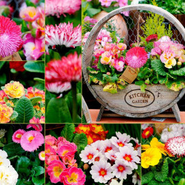 Winter/spring Bedding Plants Lucky Dip