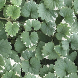 Nepeta Plants Variegata