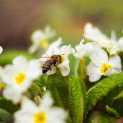 Primula Vulgaris Wild Primrose