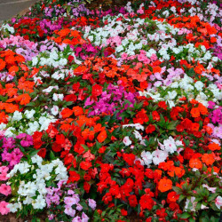 Impatiens Plants (new Guinea) Florific