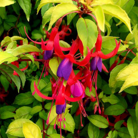 Fuchsia Plant Genii