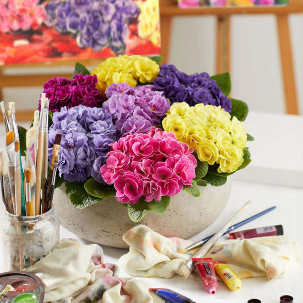 Buy Primula Plants Rubens Online - Green plants & flowering plants