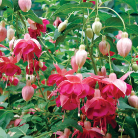 Fuchsia Plant Garden News