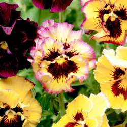 Pansy Plants Fizzy Lemonberry