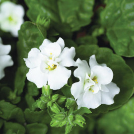 Bacopa Plants White