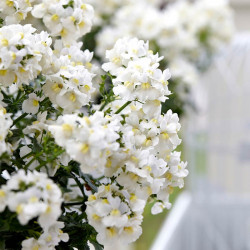 Nemesia Plants White Perfume