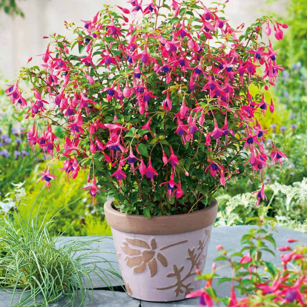 Buy Fuchsia Plants Tom Thumb Online - Garden Plants & Bushes