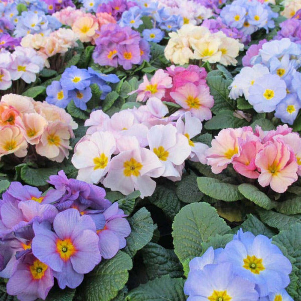 Buy Primula Plants Provence Mix Online - Green plants & flowering plants