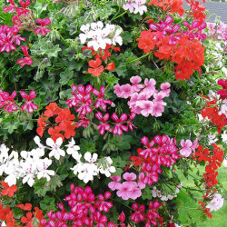 Geranium Trailing Mix Plants Our Selection