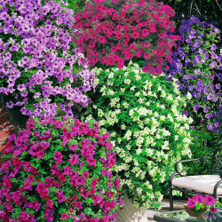 Trailing Petunia Plants Our Selection