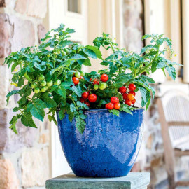 Tomato Plant Veranda Red