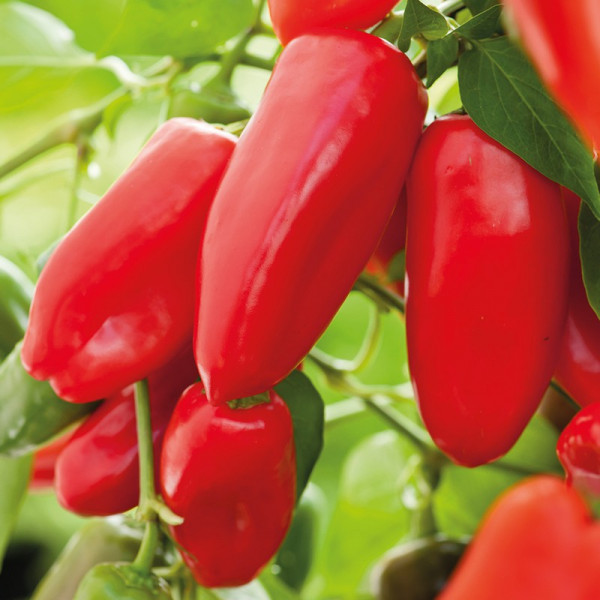 Buy Pepper Red Snack Online - Green plants & flowering plants
