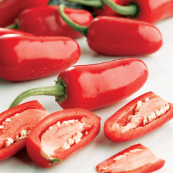 Chilli Pepper Plant Jalapeno