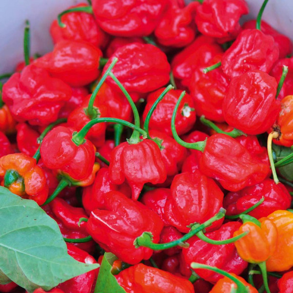 Buy Chilli Pepper Plant Trinidad Moruga Scorpion Online - Green plants & flowering plants