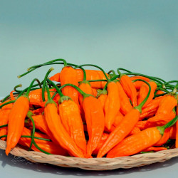 Chilli Pepper Plant Havanna Gold