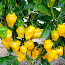 Chilli Pepper Plant Trinidad Perfume