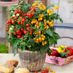 Tomato Plant Sweet & Sturdy Twin
