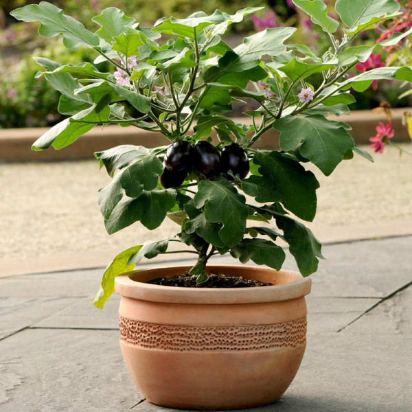 Buy Aubergine Patio Veg Plants Patio Baby Online - Green plants & flowering plants