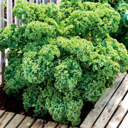 Keep Cropping Kale Plants Dwarf Green Curled