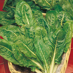 Keep Cropping Spinach Plants Perpetual