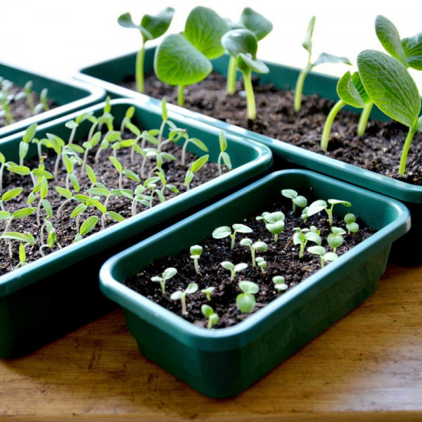 Buy Seed Trays Quarter size Online - Green plants & flowering plants