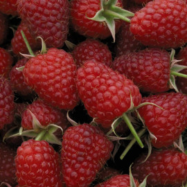 Raspberry (rubus Idaeus) Polka