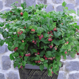 Raspberry (rubus Idaeus) Ruby Beauty