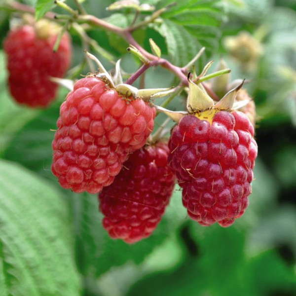 Buy Raspberry (Rubus idaeus) Glen Prosen Online - Fruit Trees & Bushes Buy Raspberry (Rubus idaeus) Glen Prosen Online - Fruit Trees & Bushes