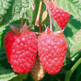 Raspberry Plants Cascade Delight