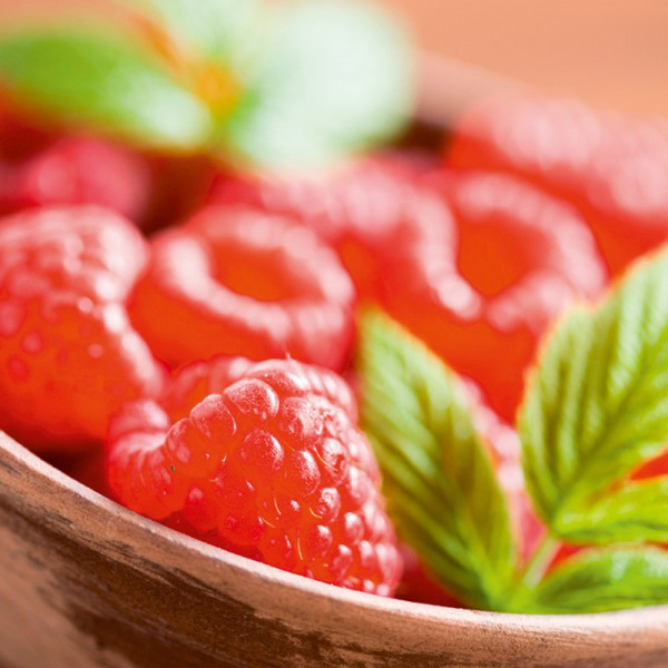 Buy Raspberry Plants Malling Minerva Online - Green plants & flowering plants Buy Raspberry Plants Malling Minerva Online - Green plants & flowering plants