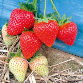 Strawberry Plants Malling Centenary