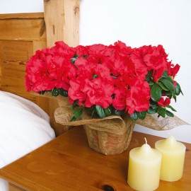 Azalea Darious Plant Red