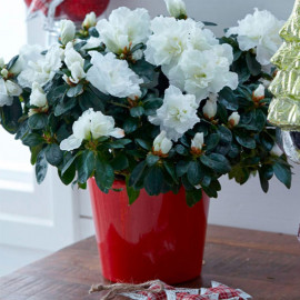 Azalea Mont Blanc Plant White