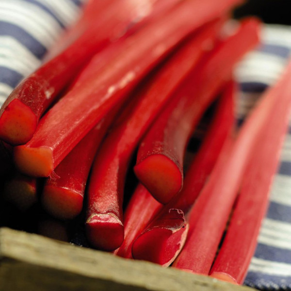 Buy Rhubarb (Rheum) Champagne Online - Fruit Trees & Bushes Buy Rhubarb (Rheum) Champagne Online - Fruit Trees & Bushes