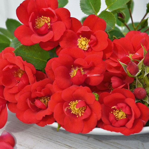 Buy Rose Plant Lots of Kisses Online - Garden Plants & Bushes Buy Rose Plant Lots of Kisses Online - Garden Plants & Bushes