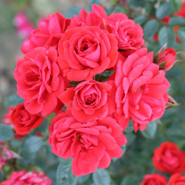 Buy Rose Plant Birthday Wishes Online - Garden Plants & Bushes