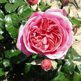 Rose Plant Special Anniversary